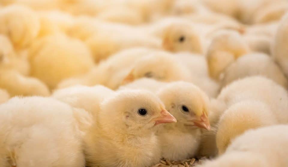 La France interdit le broyage des poussins mâles et la castration à vif des porcelets !