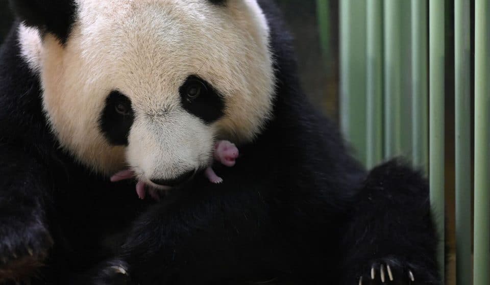 Alerte mignonne : Deux jumelles pandas sont nées au Zoo de Beauval cette nuit !