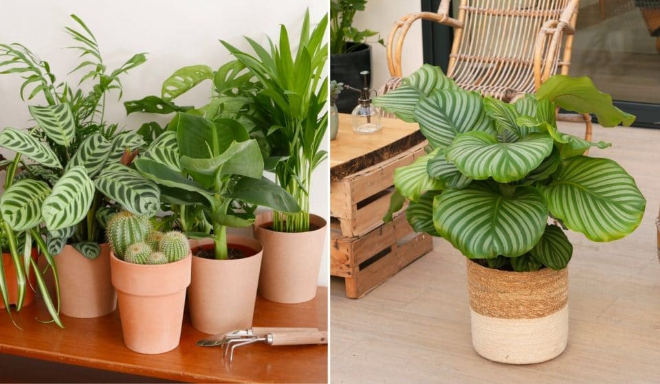 Monceau Fleurs organise un immense marché aux plantes vertes à la rentrée à Paris et alentours !