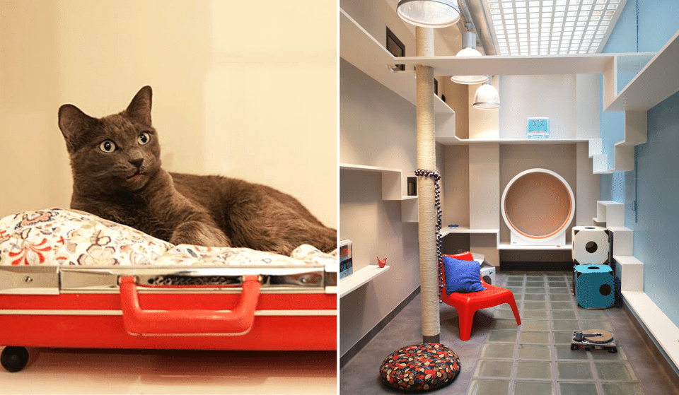 Insolite : à Paris, il existe un extraordinaire Hôtel pour les chats !