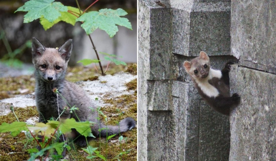 Connaissez-vous le compte Instagram adorable des animaux du cimetière du Père Lachaise ?