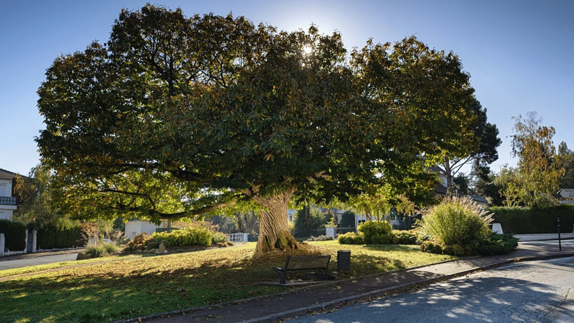 Yvelines ce châtaignier vieux de 330 ans élu "plus bel arbre de France"