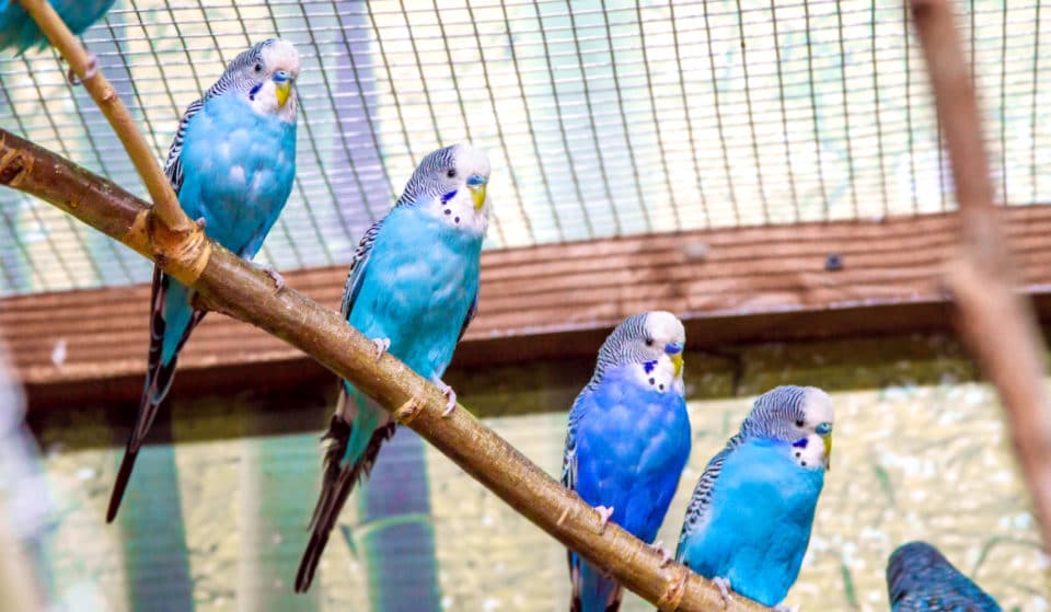Paris : Le Marché aux Oiseaux de l&rsquo;Ile de la Cité ferme définitivement en décembre !