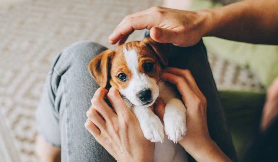 Adoption d&rsquo;un animal : signer un « certificat d&rsquo;engagement » devient officiellement obligatoire !