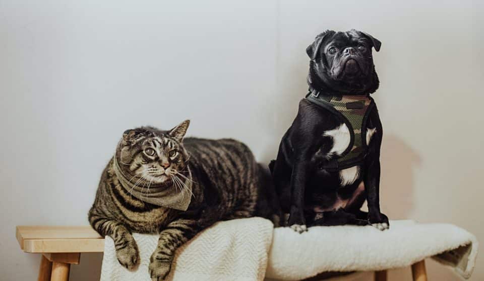 Le premier spa pour chiens et chats vient d&rsquo;ouvrir ses portes à Paris !