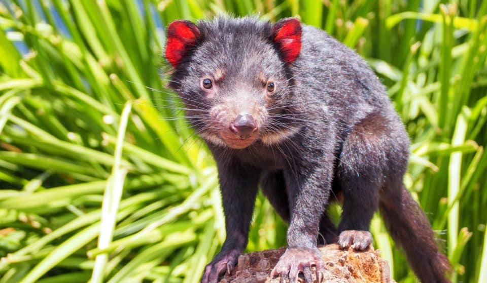 Nature : le Jardin des Plantes accueille deux spécimens de diables de Tasmanie