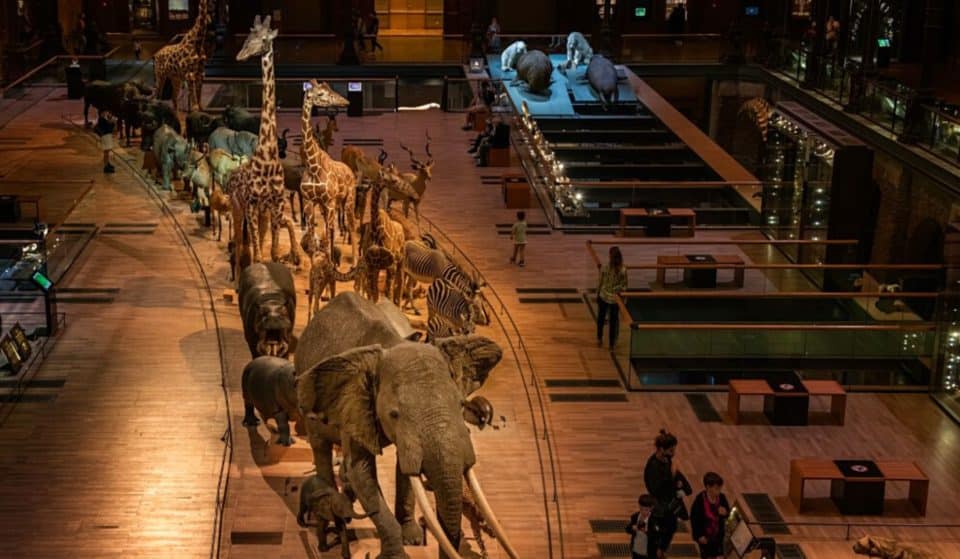 Jardin des Plantes : un mystérieux escape game vous attend au cœur de la Grande Galerie de l&rsquo;Évolution