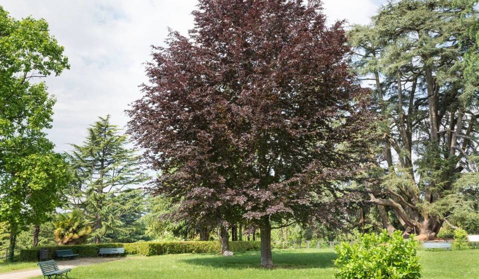 Île-de-France : quel est le plus bel arbre de la région ?