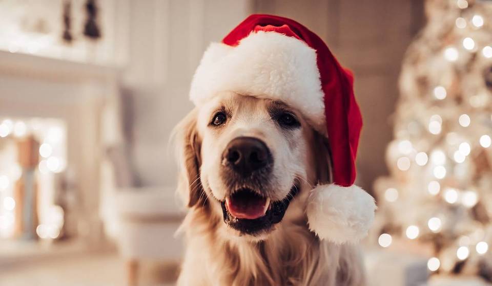 Insolite : le premier marché de Noël canin s&rsquo;invite à Paris