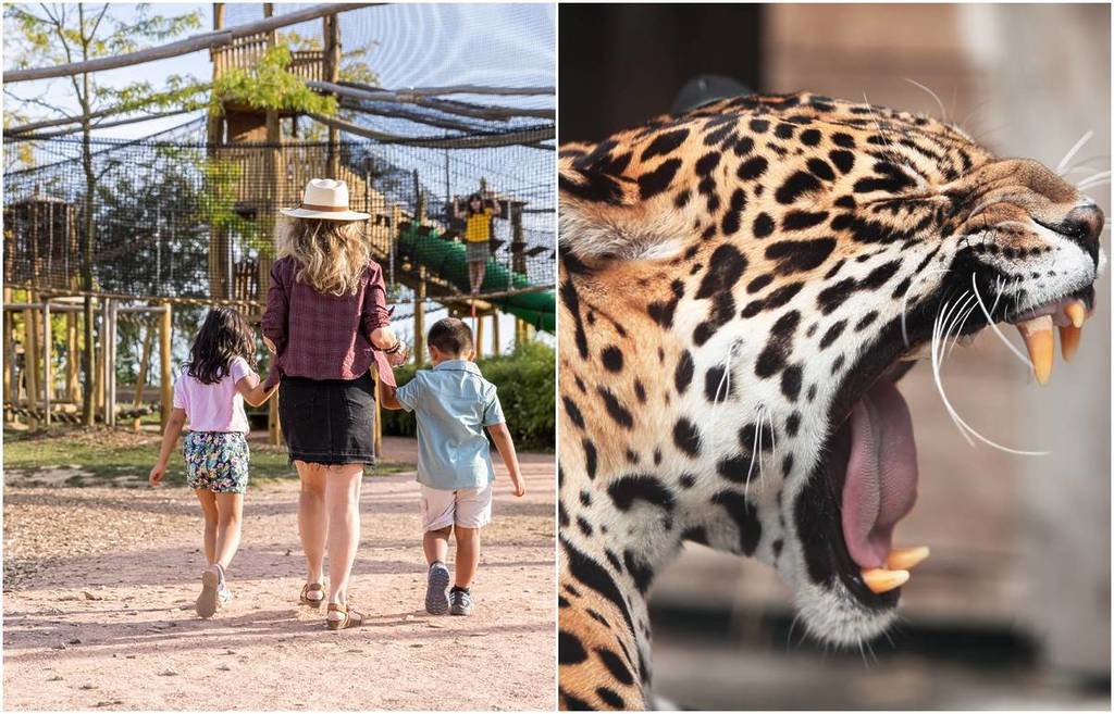 Parrot World: o parque de vida selvagem que o mergulha na biodiversidade da América do Sul