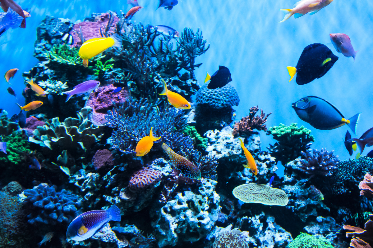 Les plus beaux aquariums de Paris à voir cette année