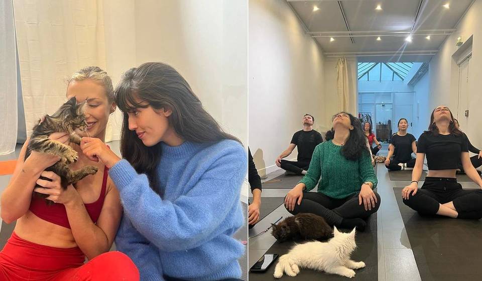 À Paris, pratiquez le yoga en compagnie d&rsquo;adorables chatons !