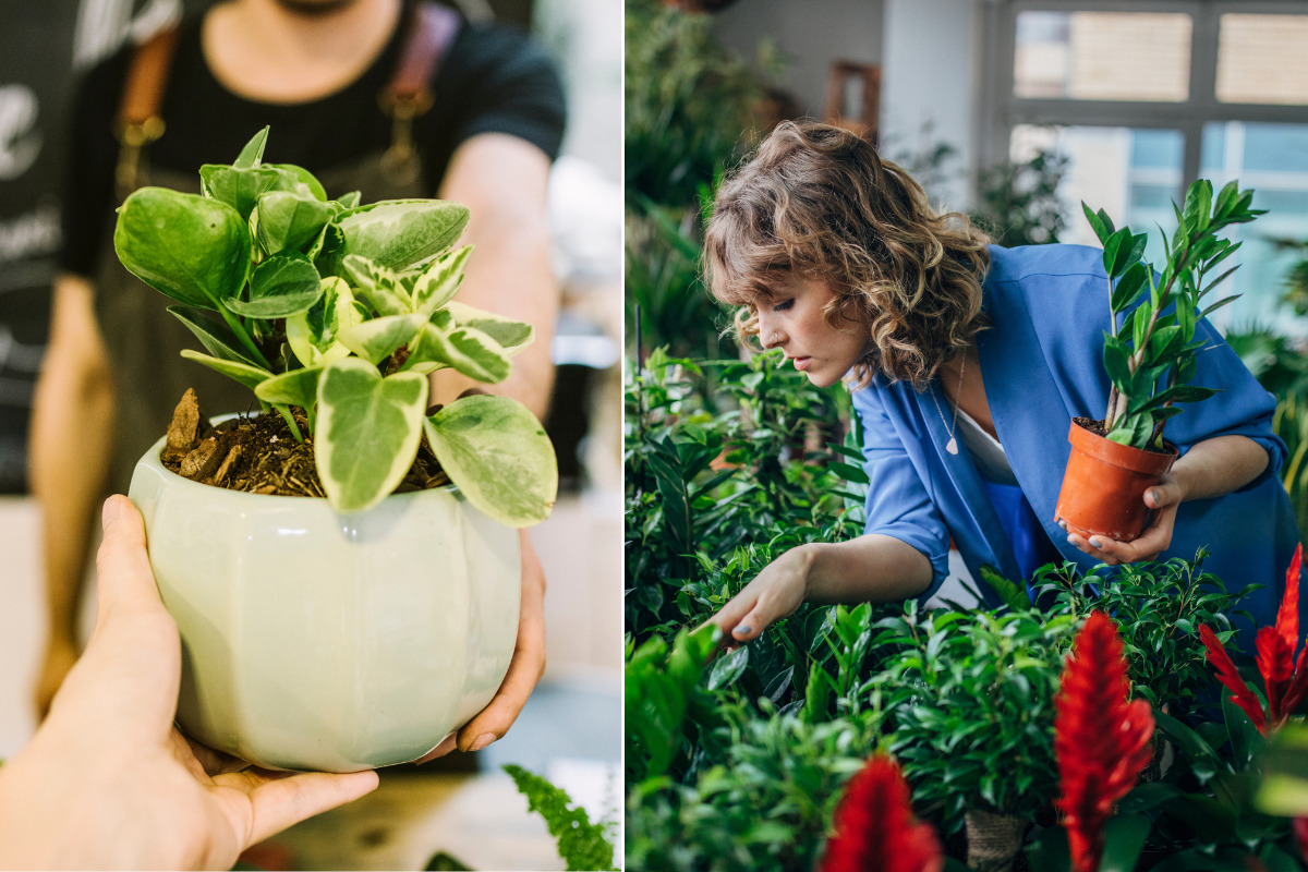 Plantes pas chres Paris : nos bons plans pour un appart vgtal