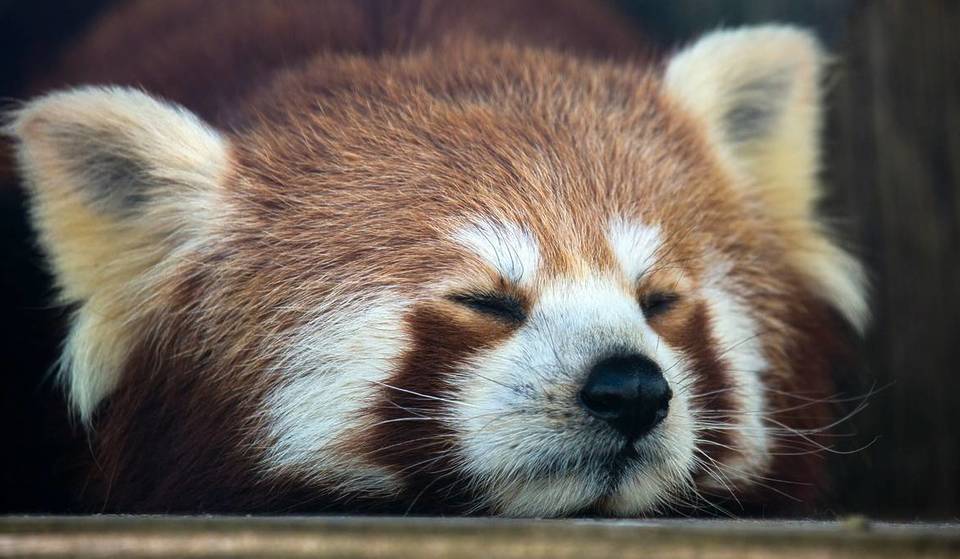 Des pandas roux vont élire domicile à la Ménagerie du Jardin des Plantes
