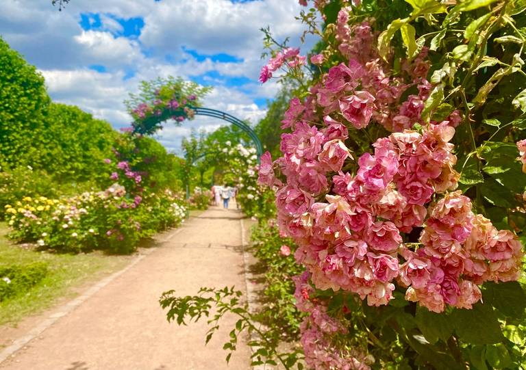 Bucolic strolls: the most beautiful rose gardens to discover in Paris