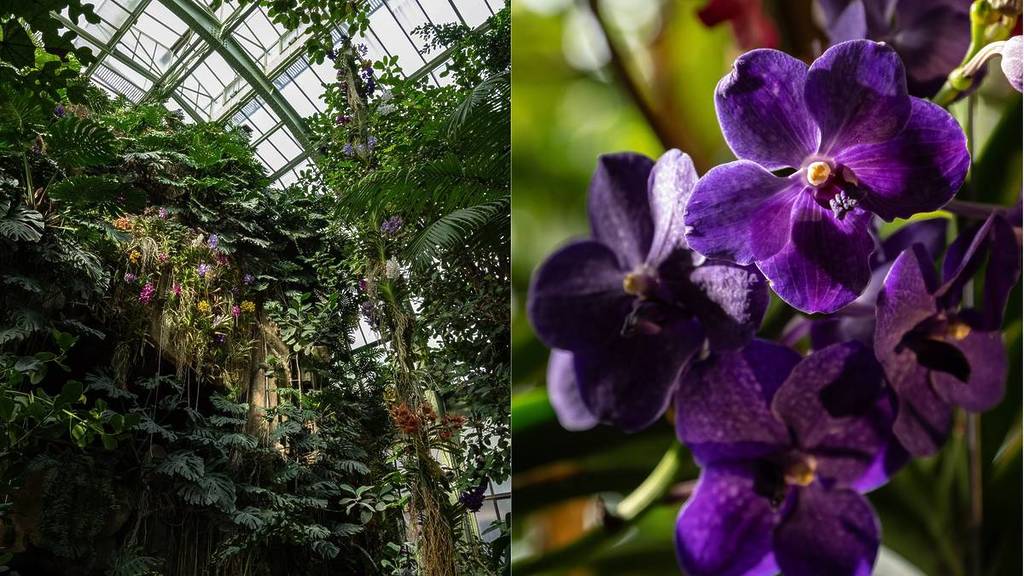 Les orchidées fleurissent au Jardin des Plantes en plein hiver