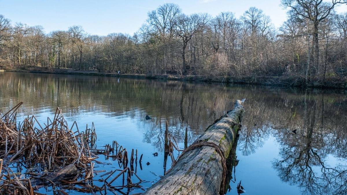 minute vap meudon la foret Une randonnée épique à faire au cœur de la forêt de Meudon