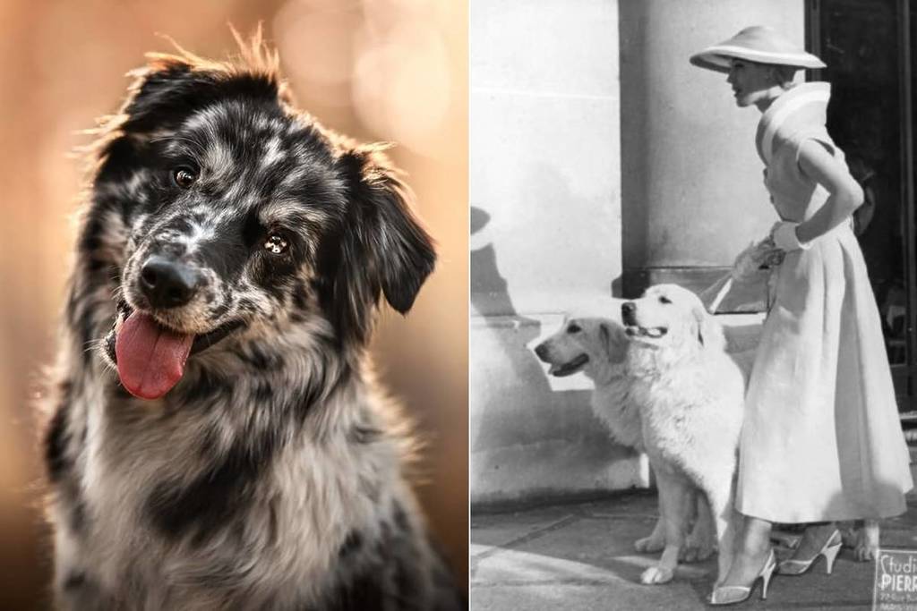 musée chiens Paris