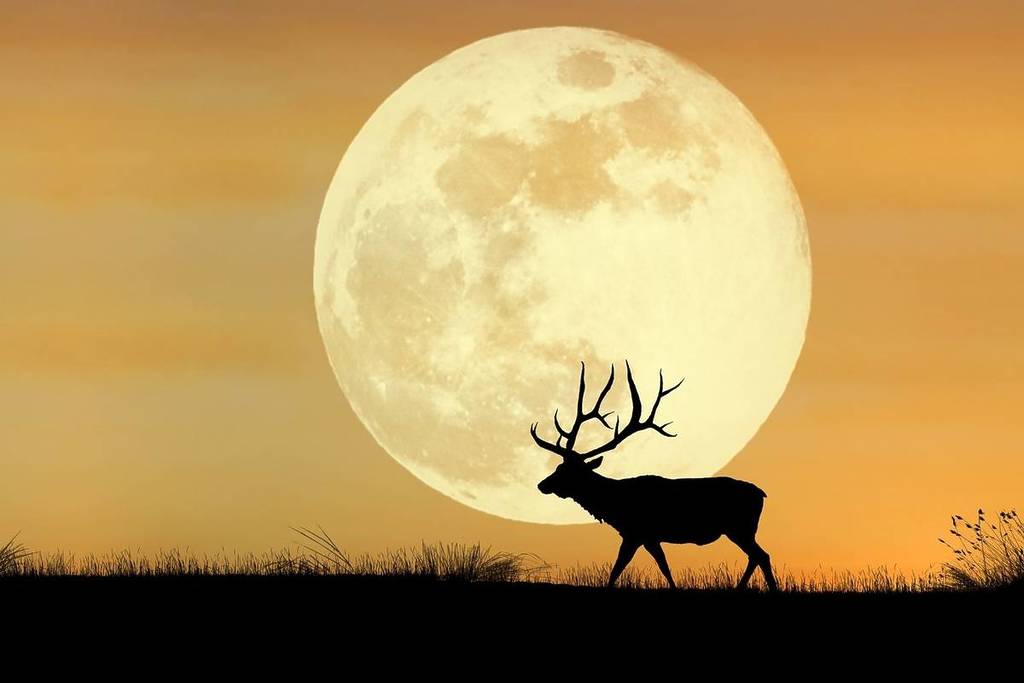 qu'est-ce que la pleine lune du cerf ou pleine lune du daim ?