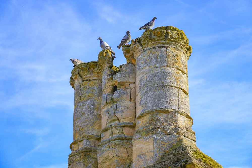 oiseaux chateau