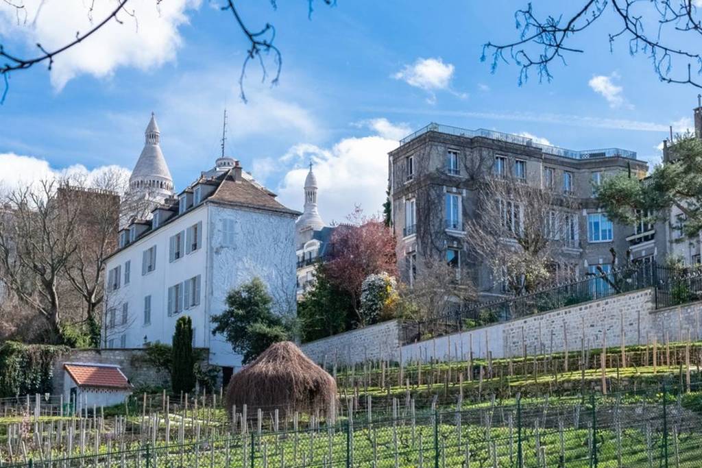 vignes montmartres