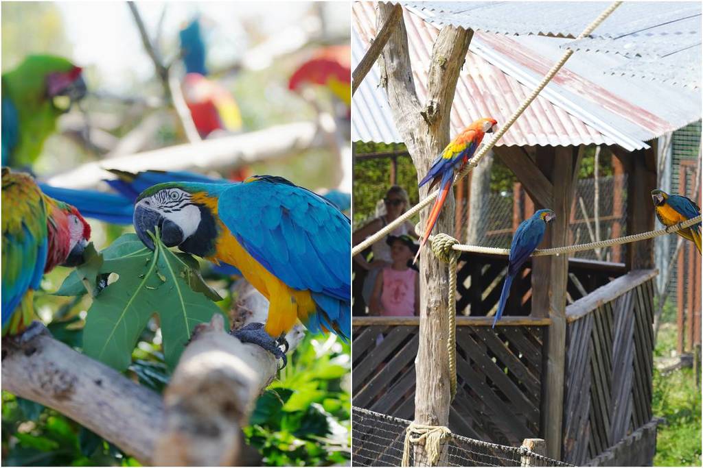 Just 30 minutes from Paris, there is a place nicknamed “the Parisian Amazon,” where you can see jaguars, capybaras, and more than 200 species of parrots.