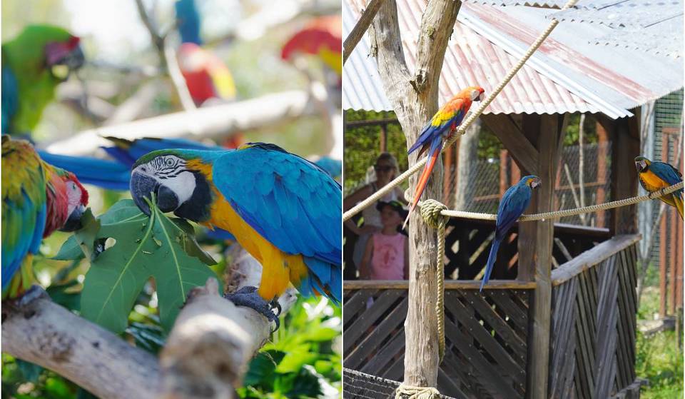 A soli 30 minuti da Parigi, c’è un posto chiamato “l’Amazzonia parigina”, dove puoi vedere giaguari, capibara e più di 200 specie di pappagalli.