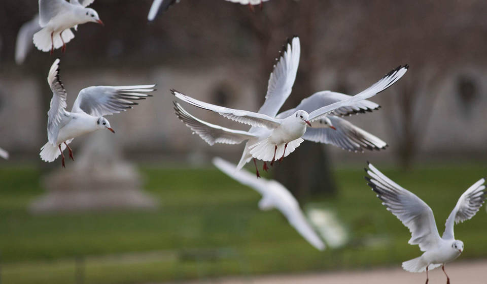 Plus de 5 000 mouettes envahissent Paris chaque hiver jusqu&rsquo;à mars — et quand vous saurez pourquoi, vous ne les verrez plus pareil