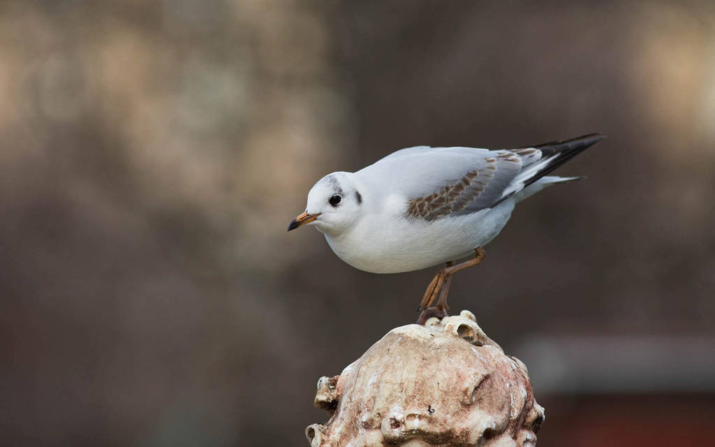 Guillaume Bontemps / Ville de Paris