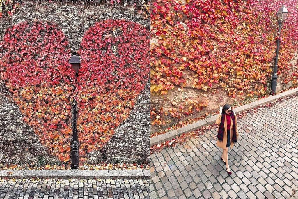 mur de feuilles de Montmartre en automne