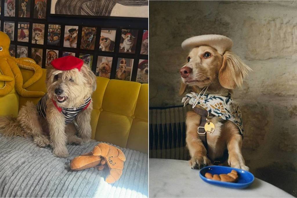 concours Halloween chiens Paris