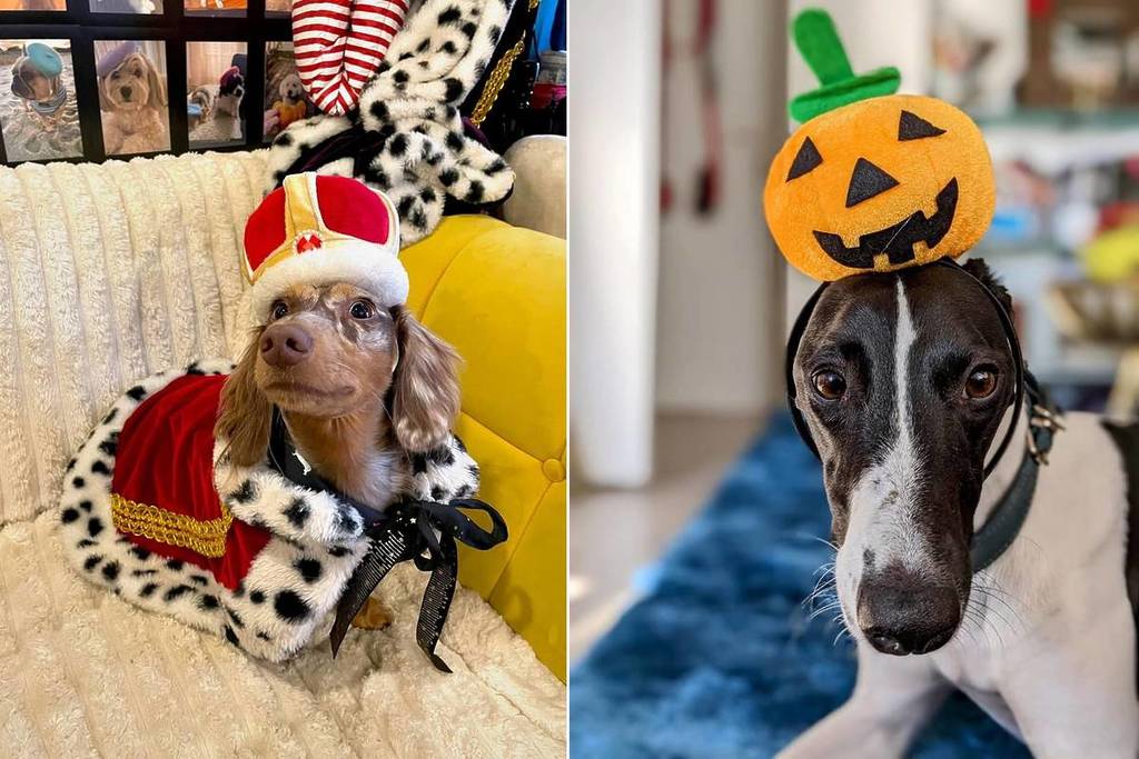 Concurso de Halloween para cães de Paris