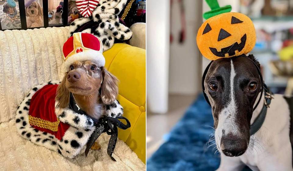 An diesem Wochenende veranstaltet dieses Pariser Café einen Halloween-Wettbewerb für Hunde &#8211; ein Tag, an dem die Hündchen in ihren schönsten Kostümen über den Laufsteg marschieren werden!