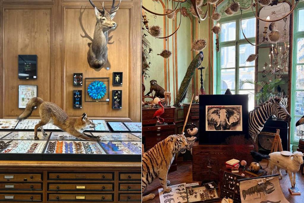 @vesna1706 @thomasblock plus vieux cabinet curiosités Paris