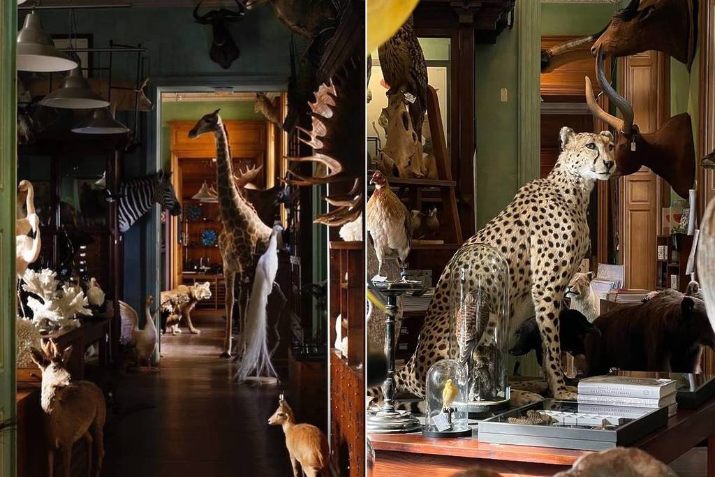 @vesna1706 @thomasblock plus vieux cabinet curiosités Paris