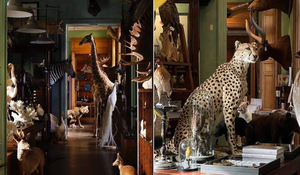 Este gabinete de curiosidades de 200 años de antigüedad es el más antiguo de París&#8230; y estuvo a punto de arder: su atmósfera timburtoniana sigue fascinando a los visitantes&#8230;