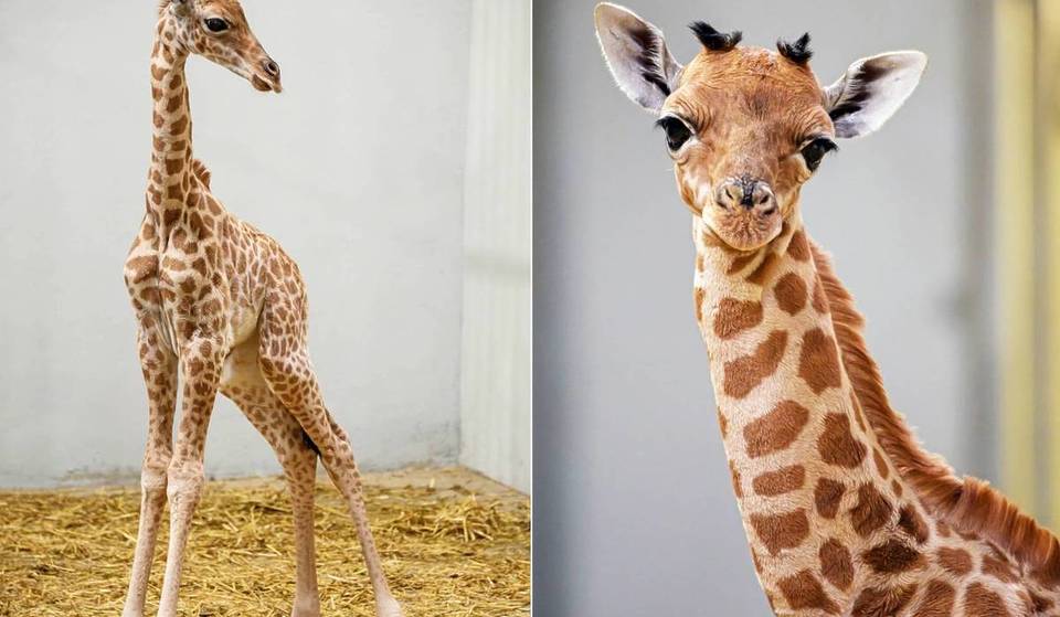 Este adorable bebé jirafa de dos meses nació en este zoo de París, y es la primera vez desde hace 6 años… ¡Una especie excepcional de la que sólo quedan 1.500 ejemplares en el mundo!