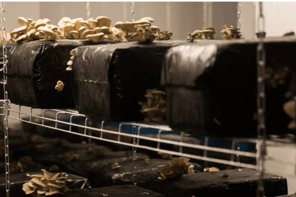 ferme souterraine Paris @cycloponics