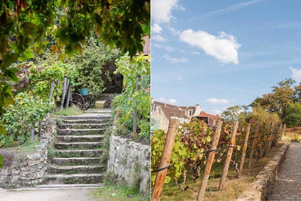 @shutterstock plus vieux vignoble France