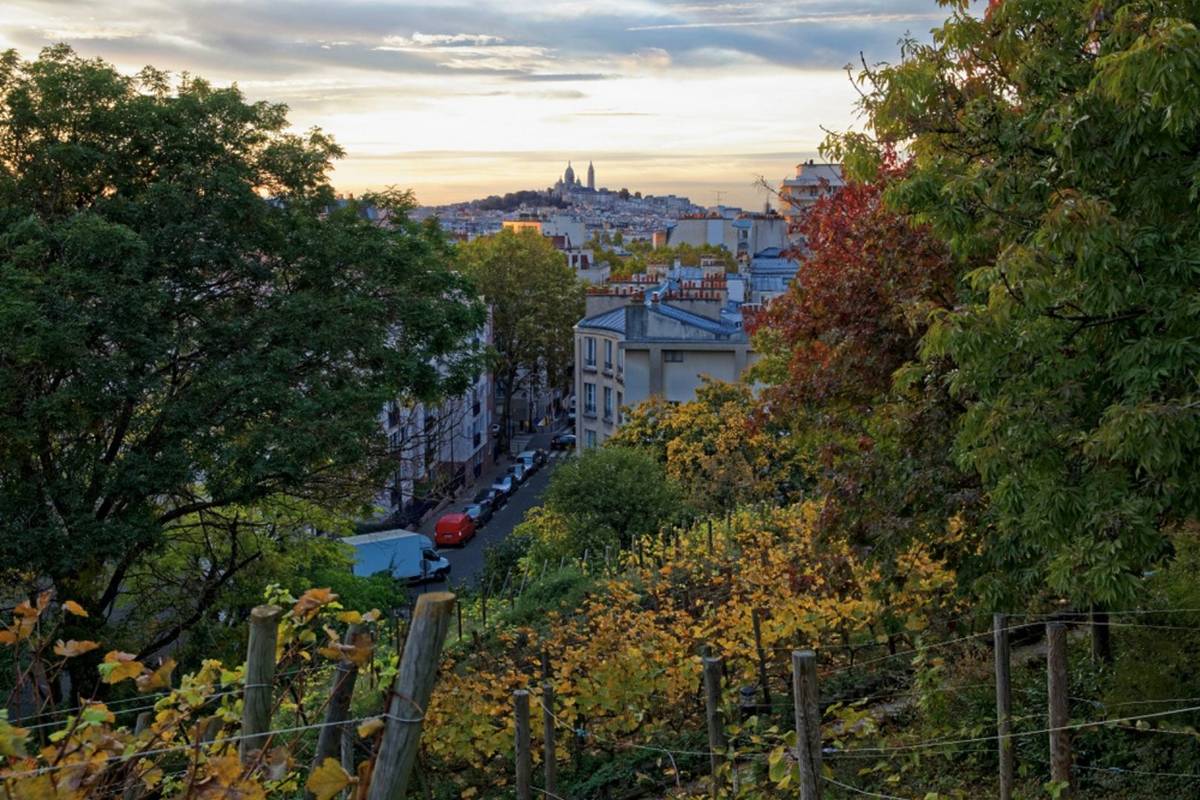 «&nbsp;Le secret le mieux gardé du 19e arrondissement&nbsp;» : peu de Parisiens connaissent ce joli vignoble caché