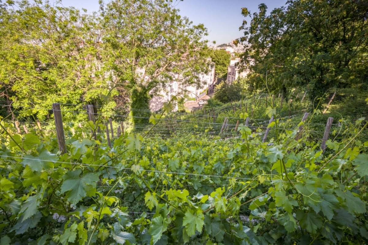 vignoble paris