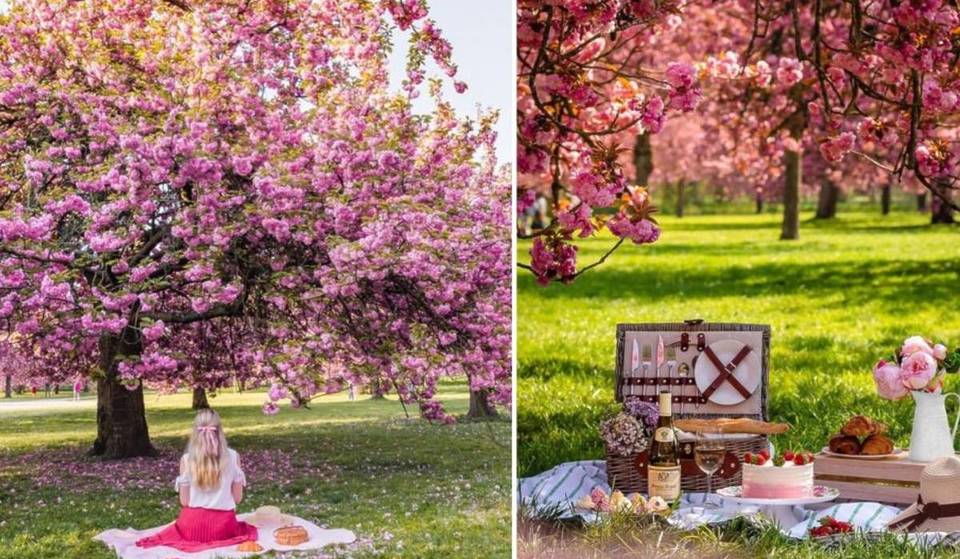 For the first time, the legendary Hanami at Parc de Sceaux will be by reservation only to protect its cherry trees… and slots could fill up very quickly.