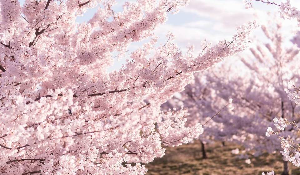 « 480 cerisiers japonais en fleurs » : ce parc de 33 hectares à 30 min de Paris va célébrer le Hanami pour le retour des beaux jours
