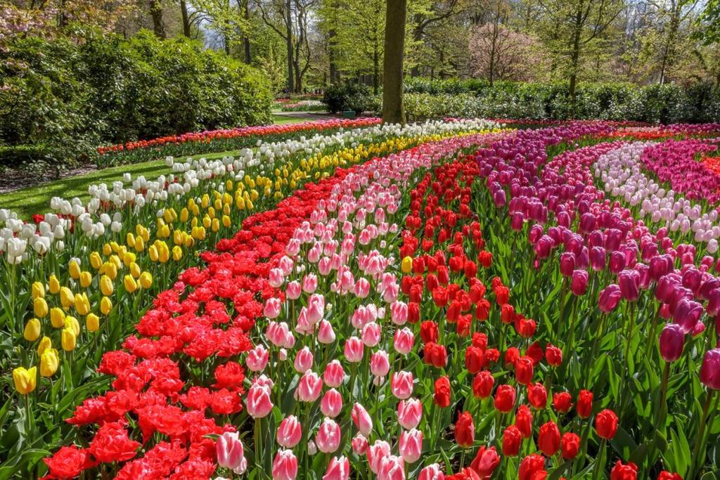 Keukenhof, the most beautiful spring park in the world