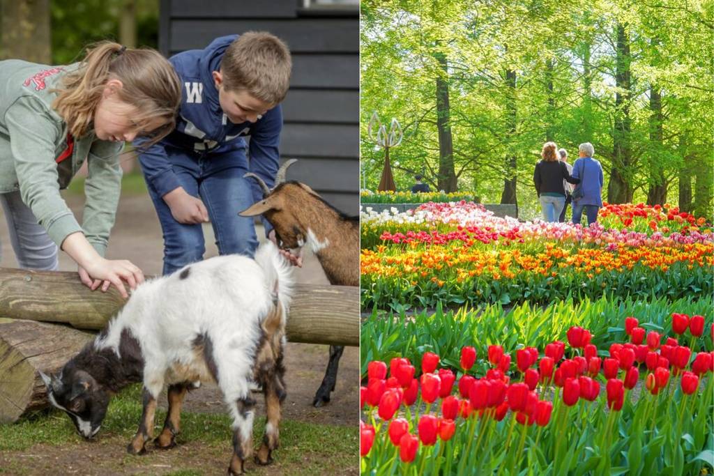 Keukenhof getaway the largest tulip field in Europe