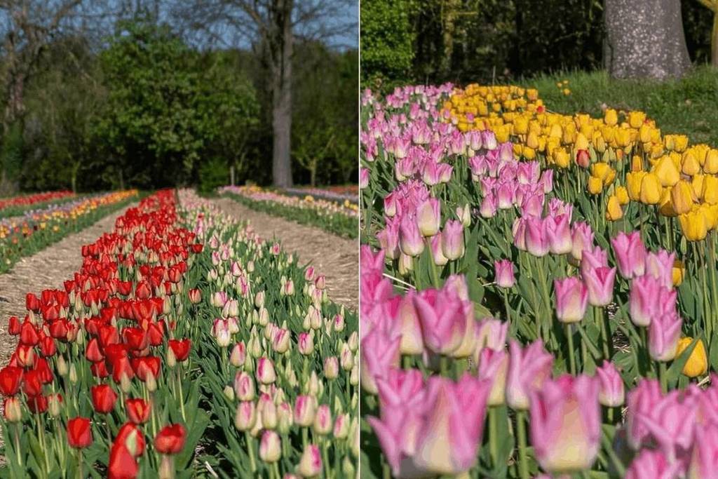 A 45 minuti da Parigi, questo immenso campo di 120.000 tulipani coloratissimi riapre finalmente ad aprile e potrete raccogliere i vostri fiori a un prezzo inferiore a quello di un caffè.