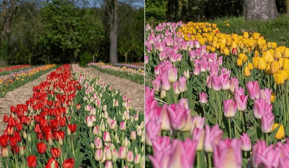 Just 45 minutes from Paris, this huge field of 120,000 colorful tulips finally reopens in April, and you can pick your own flowers for less than the price of a coffee.
