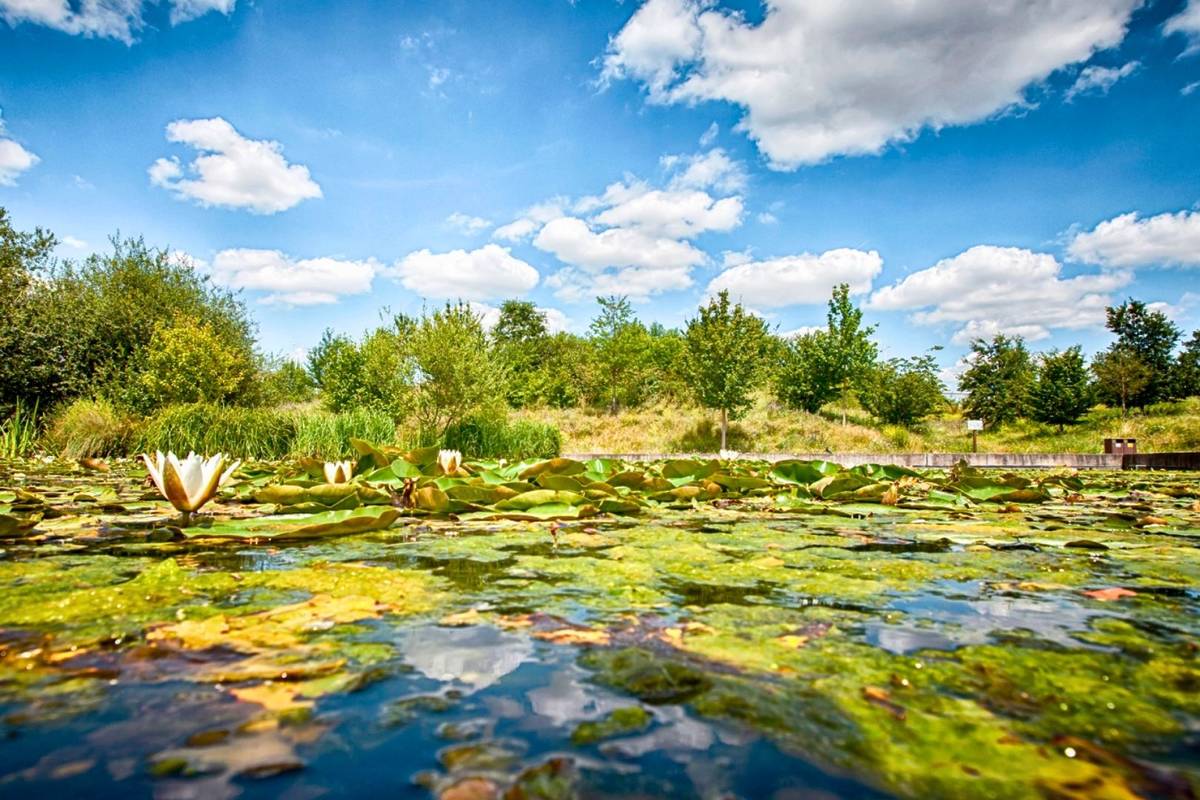 nénuphars