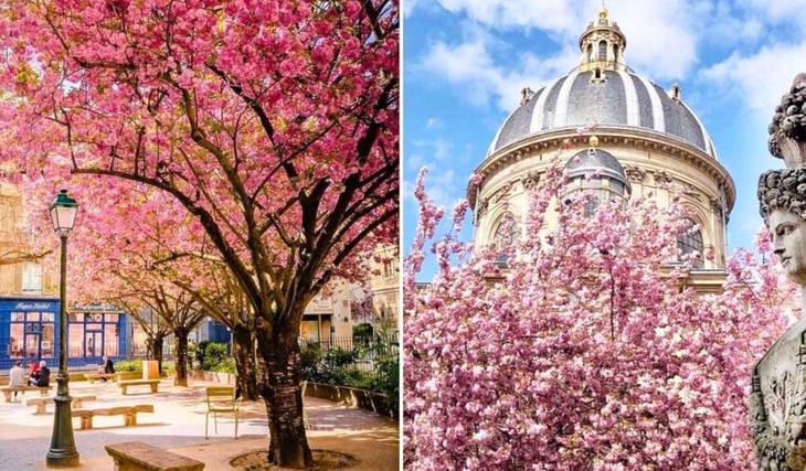 Far from the crowded parks, this “secret garden” in Saint-Germain-des-Prés is the ideal place to admire the cherry blossoms in the heart of Paris.