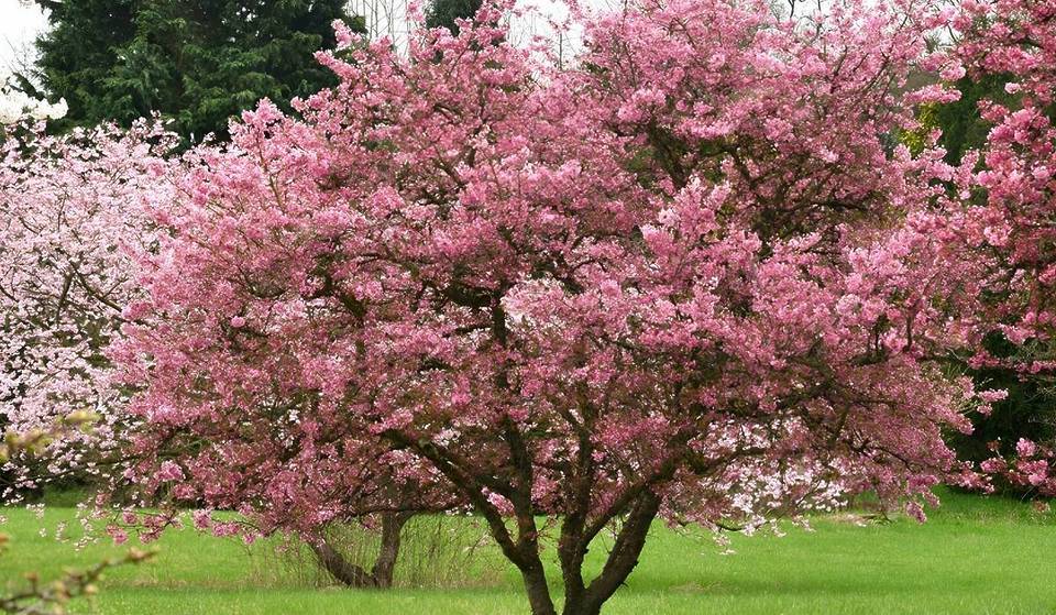 Dieser geheime, 200 Hektar große Park in der Nähe von Paris ist während des Hanami viel weniger überlaufen als das Anwesen von Sceaux und zeigt im April eine Wiese mit super seltenen Kirschbäumen in voller Blüte… die nur ein paar Wochen lang blüht.